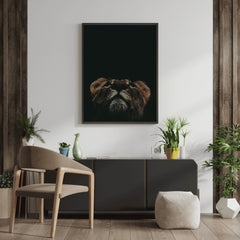 Lioness Looking Up | Bold Wildlife Wall Art Print - Print
