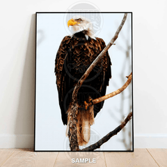 bald-eagle-portrait-on-tree-wall-art-print